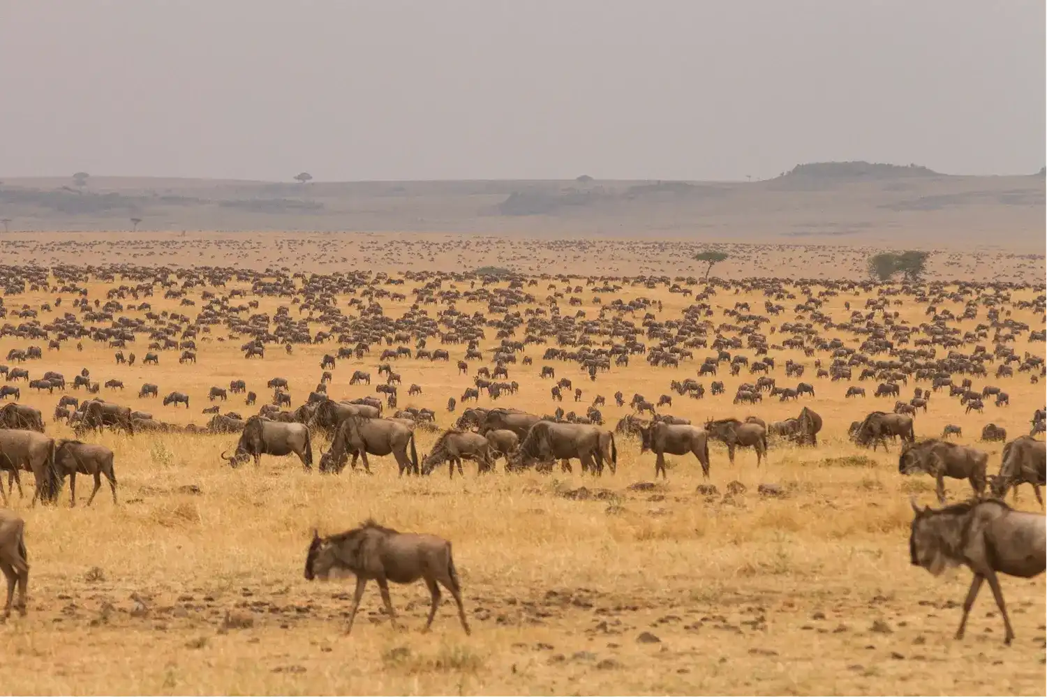 Safari Tanzània Serengeti 7 dies