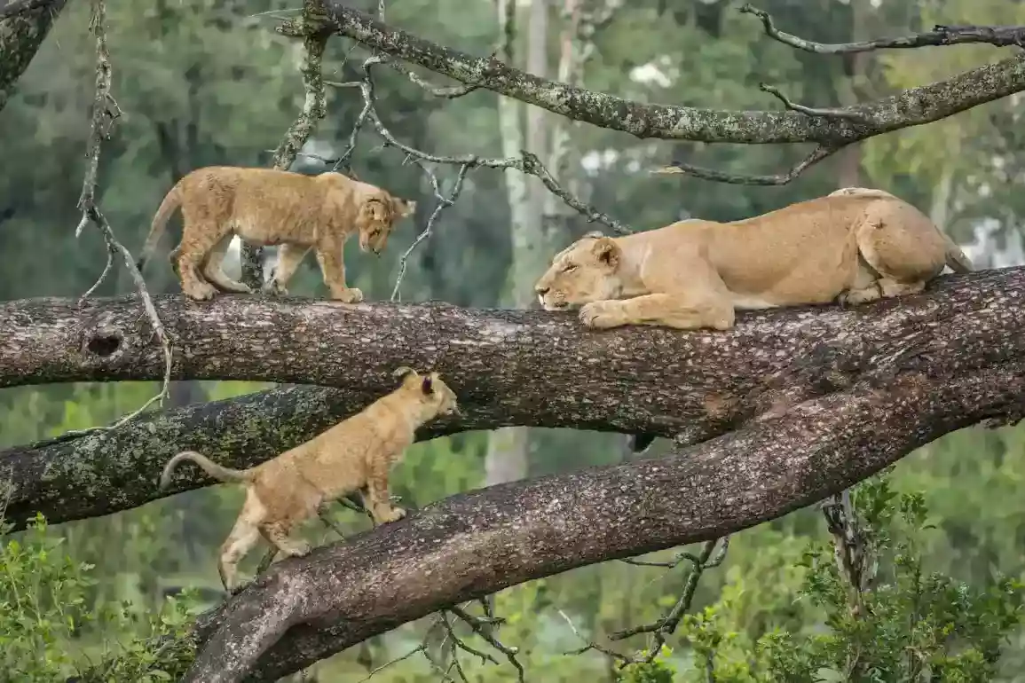 Paquet de safari de 7 dies a Tarangire Serengeti Ngorongoro Manyara Natron Eyasi
