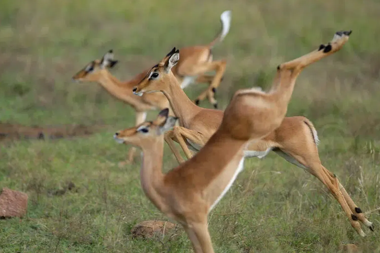Paquet de safari de 8 dies a Arusha Serengeti Ngorongoro Manyara Eyasi