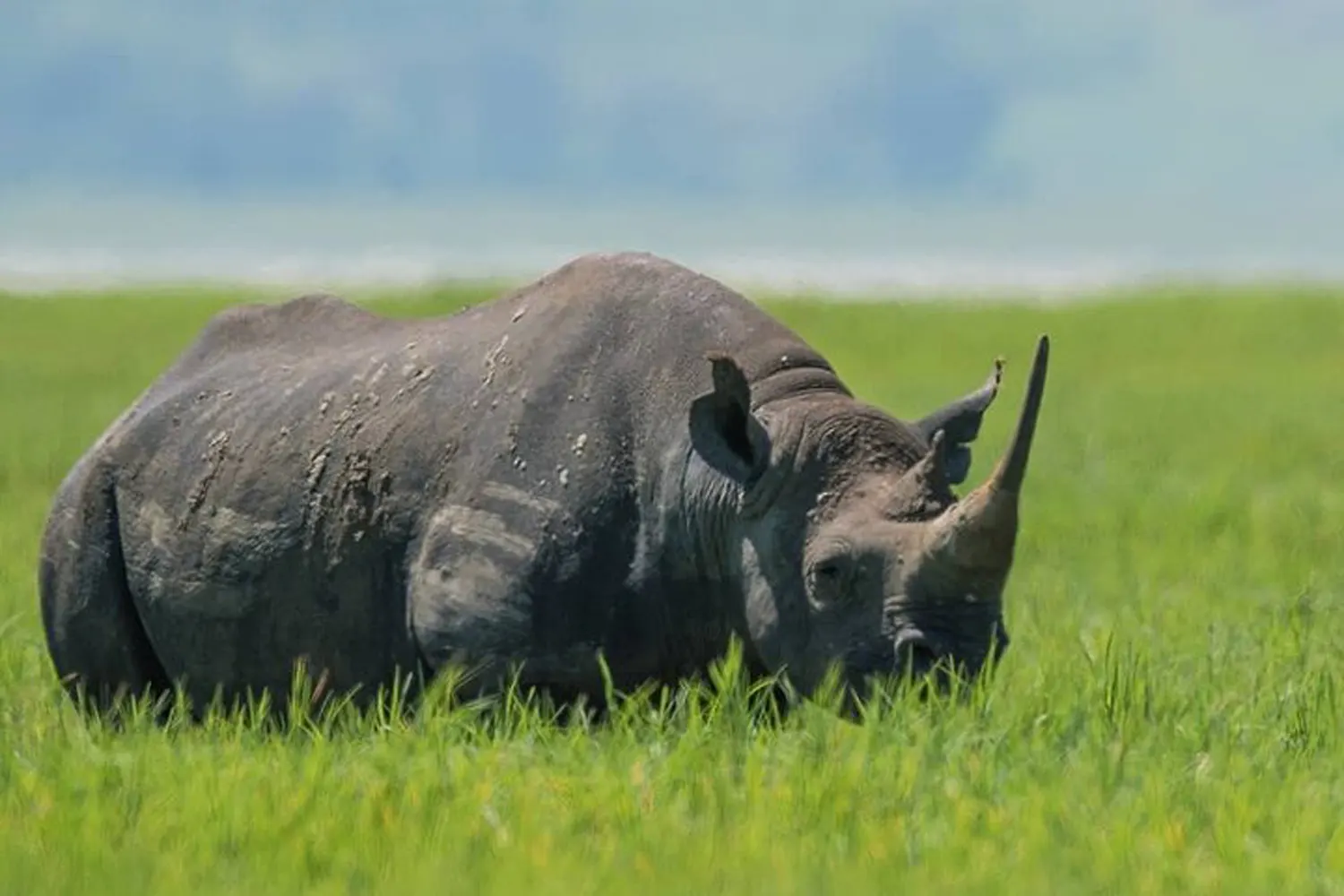 Safari de 8 dies al Serengeti, Tanzània