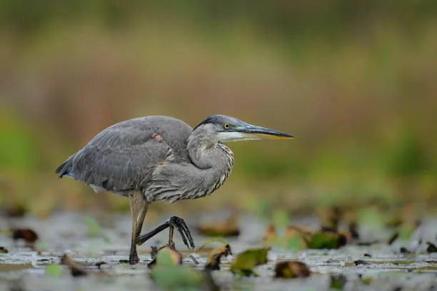 Lago Manyara Bird Watching Safari: Qué esperar