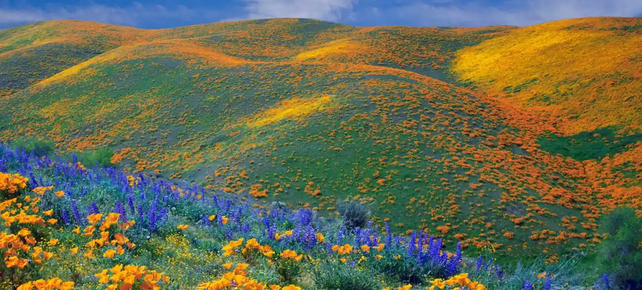 Wildflowers on the Kitulo Plateau