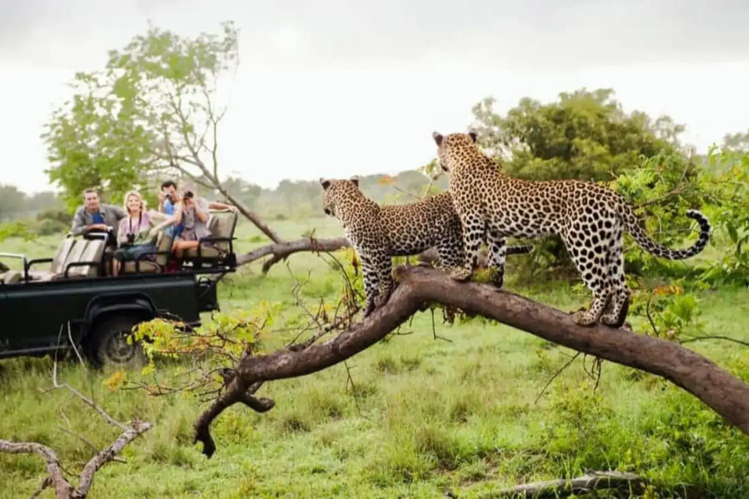 Incredible Facts About Leopards | Leopards Watching in Africa’s National Parks