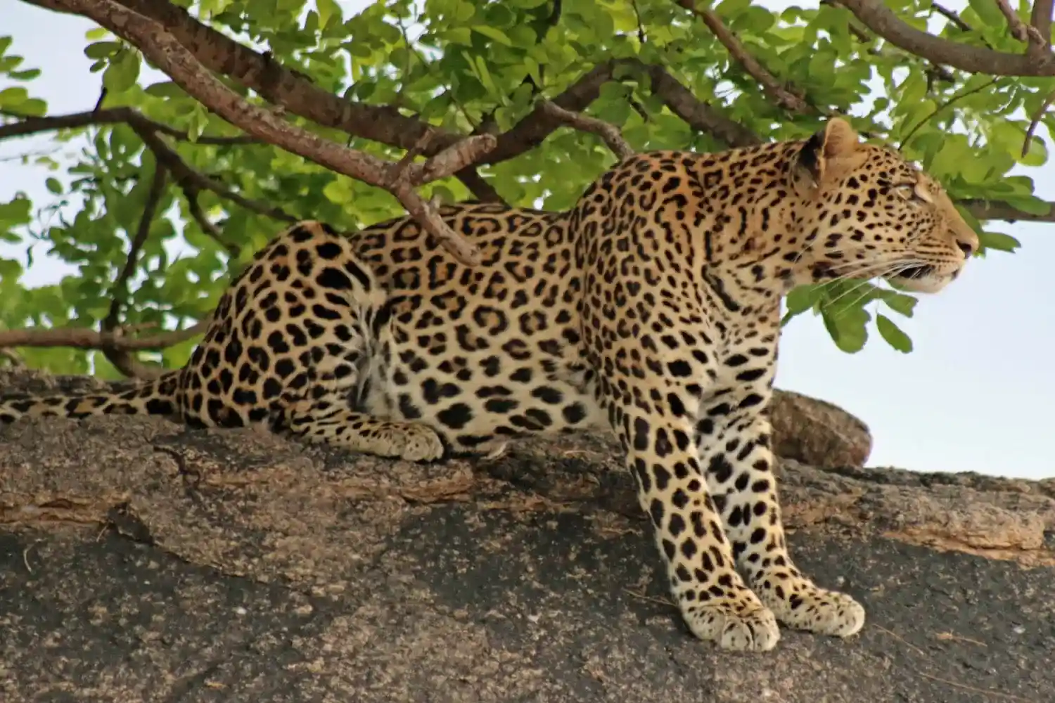 Incredible Facts About Leopards | Leopards Watching in Africa’s National Parks