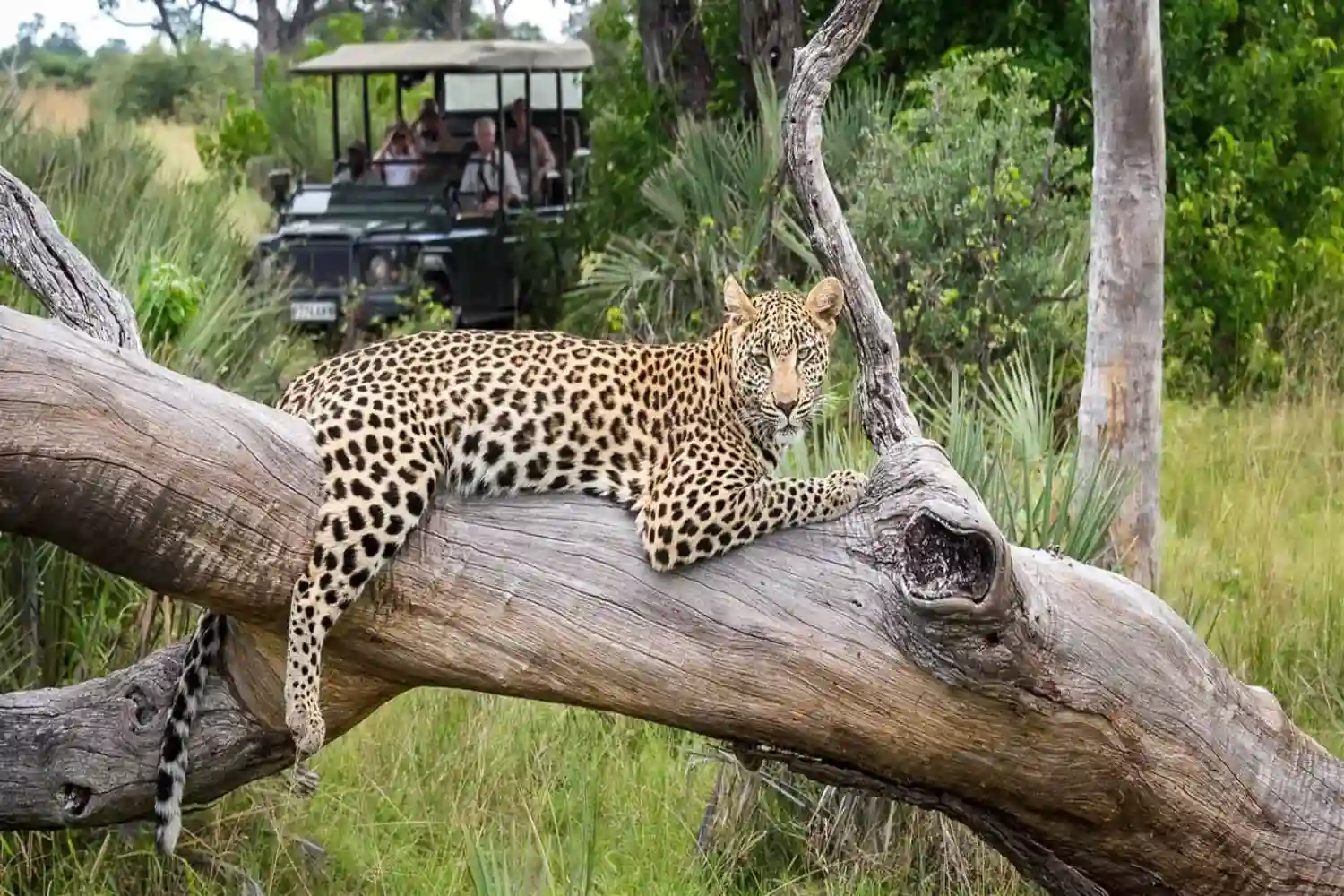 Incredible Facts About Leopards | Leopards Watching in Africa’s National Parks