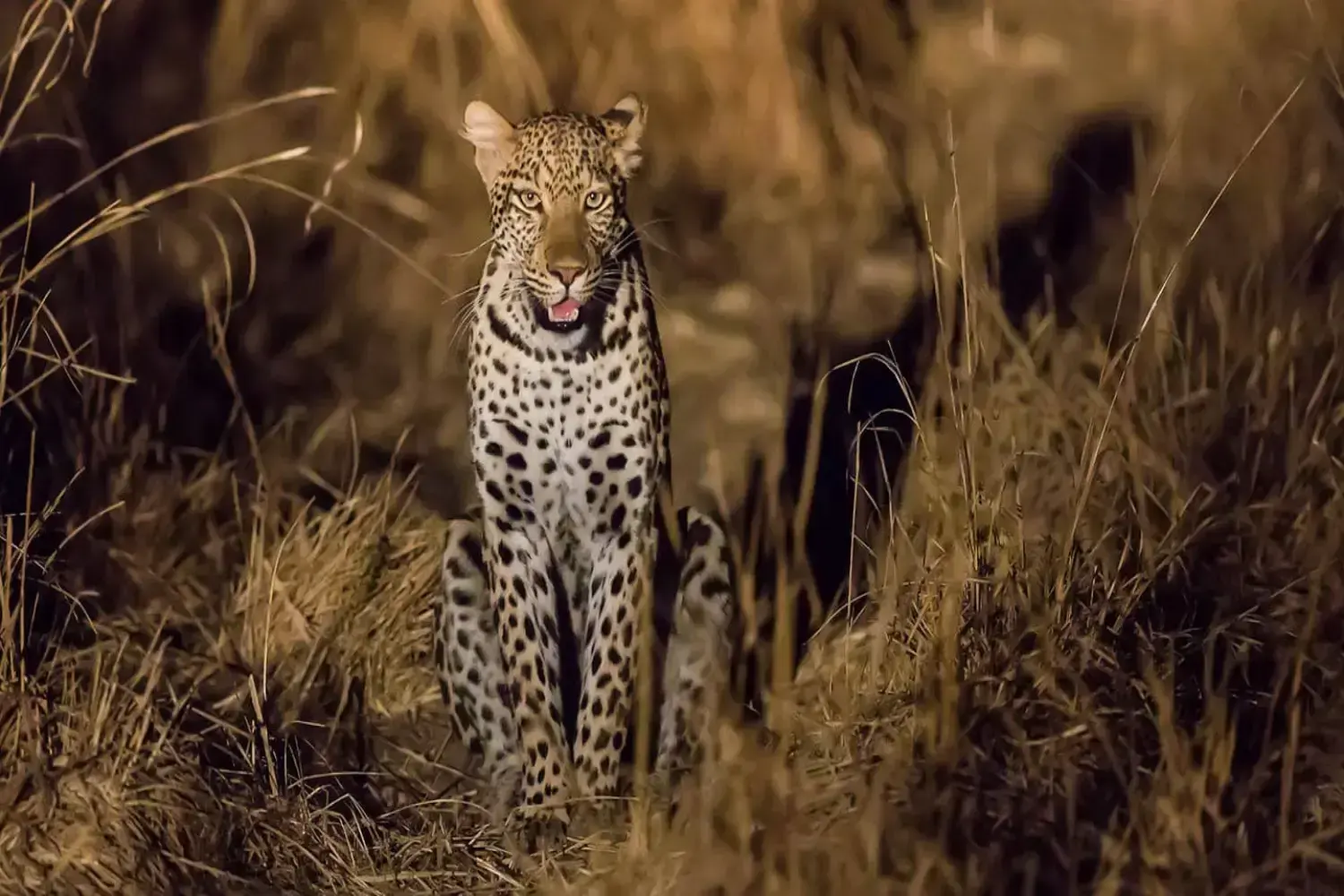 Incredible Facts About Leopards | Leopards Watching in Africa’s National Parks
