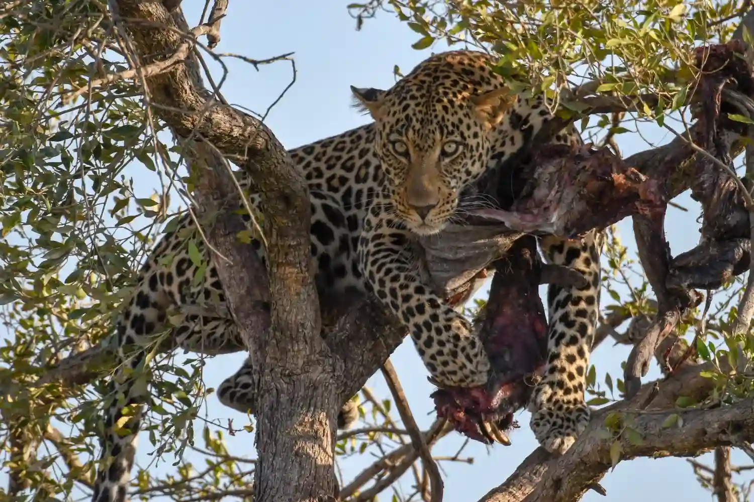 Incredible Facts About Leopards | Leopards Watching in Africa’s National Parks