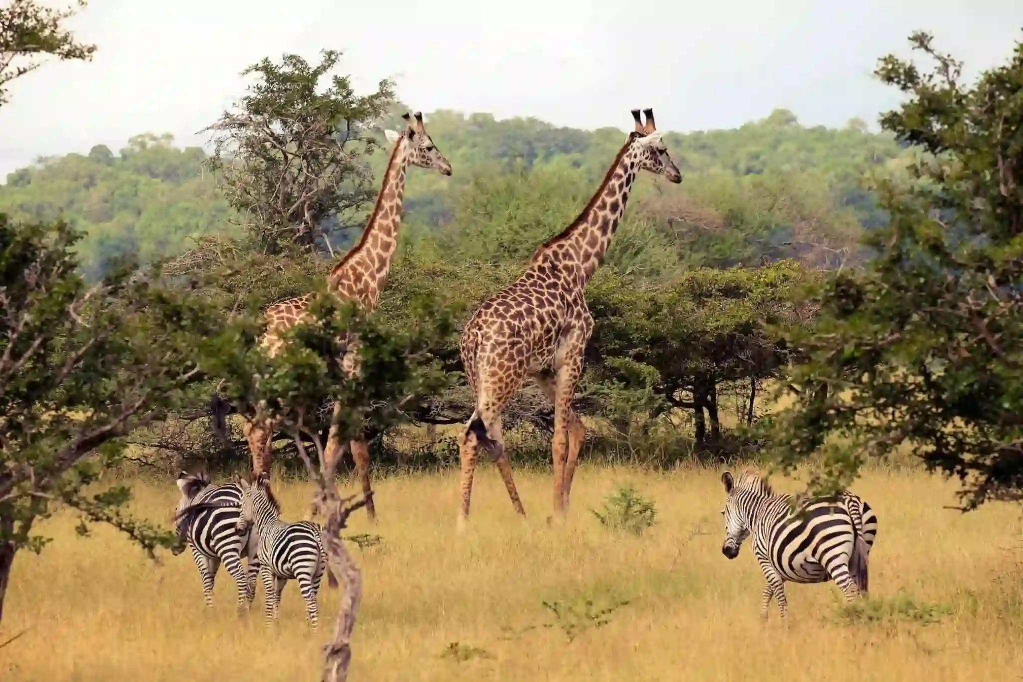 Two giraffes and a group of zebras in wooded grassland on a southern Tanzania safari