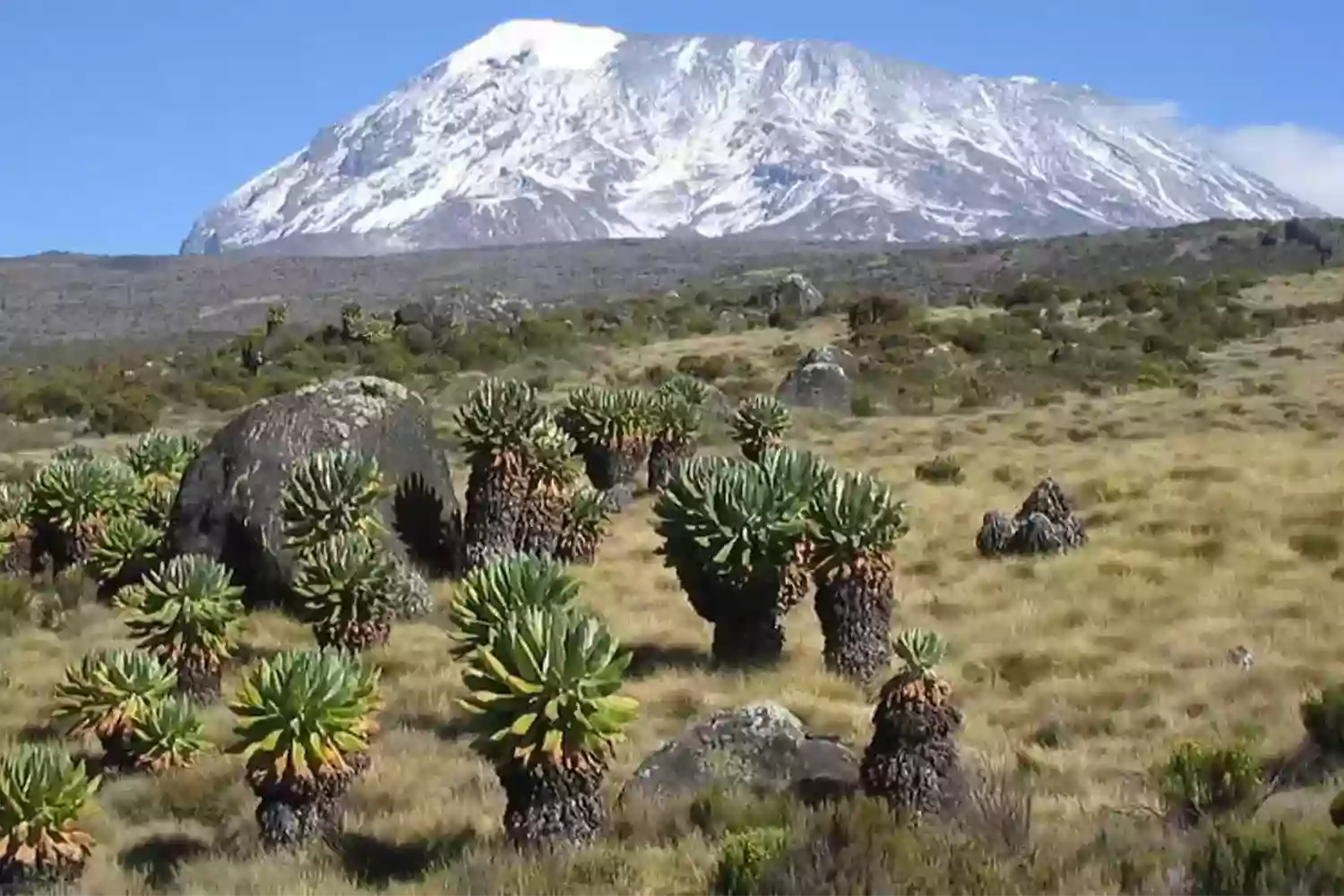 the shira plateau kilimanjaro The Shira Plateau Kilimanjaro: Complete Guide for Trekkers