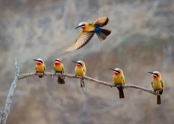 在坦桑尼亚观看鸟类的前5个国家公园 - 最佳观鸟点