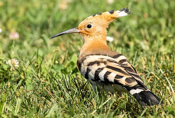 在坦桑尼亚观看鸟类的前5个国家公园 - 最佳观鸟点