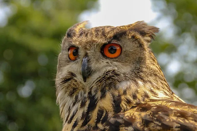 Birds endemici della Tanzania: una lista di controllo completa per gli birdwatchers