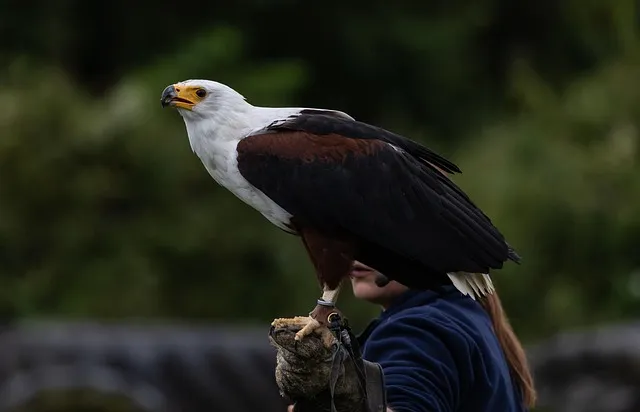 Watch Watching en Tanzanie: un guide complet du mois par mois