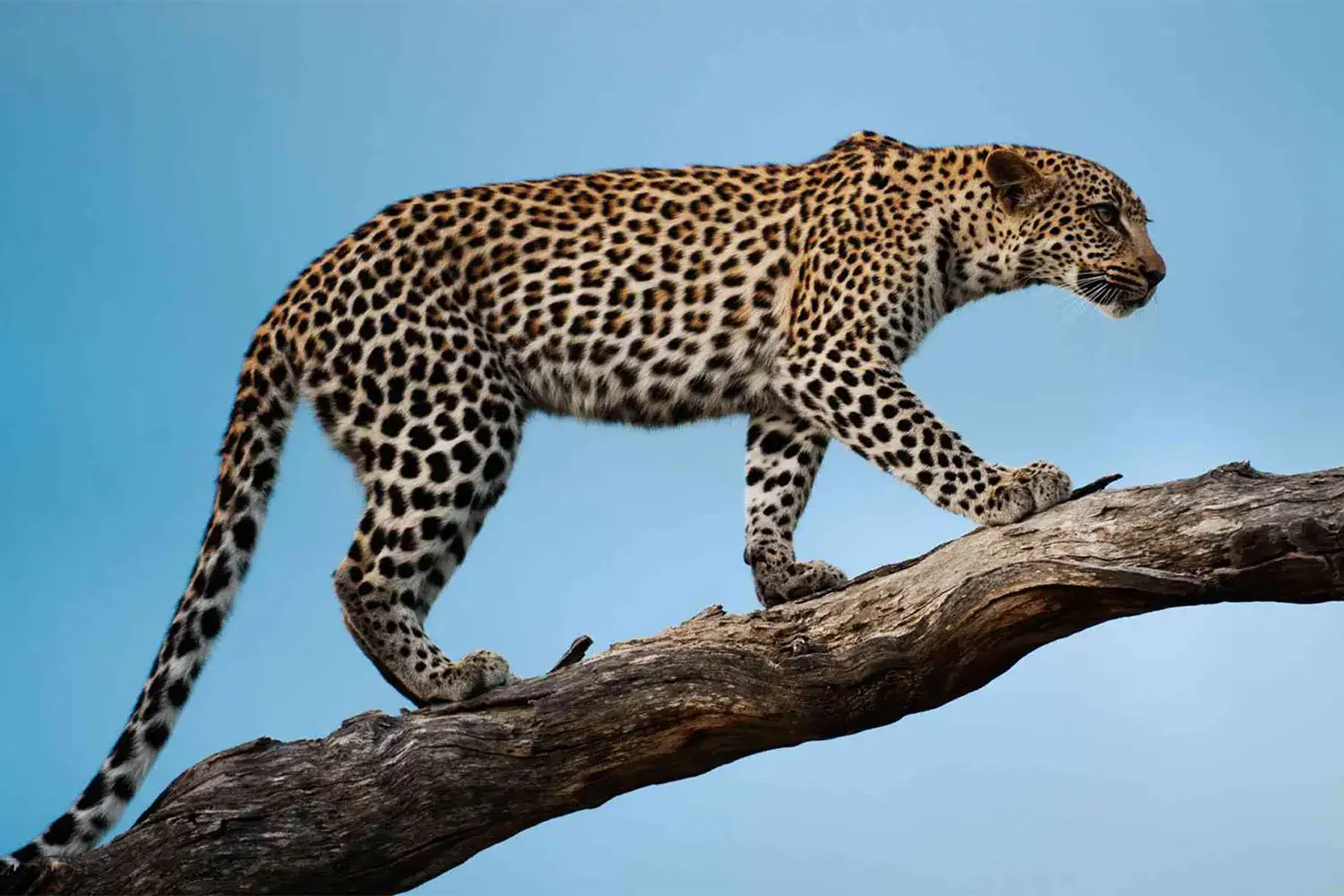 Els millors parcs de safari a Tanzània per veure grans gats africans