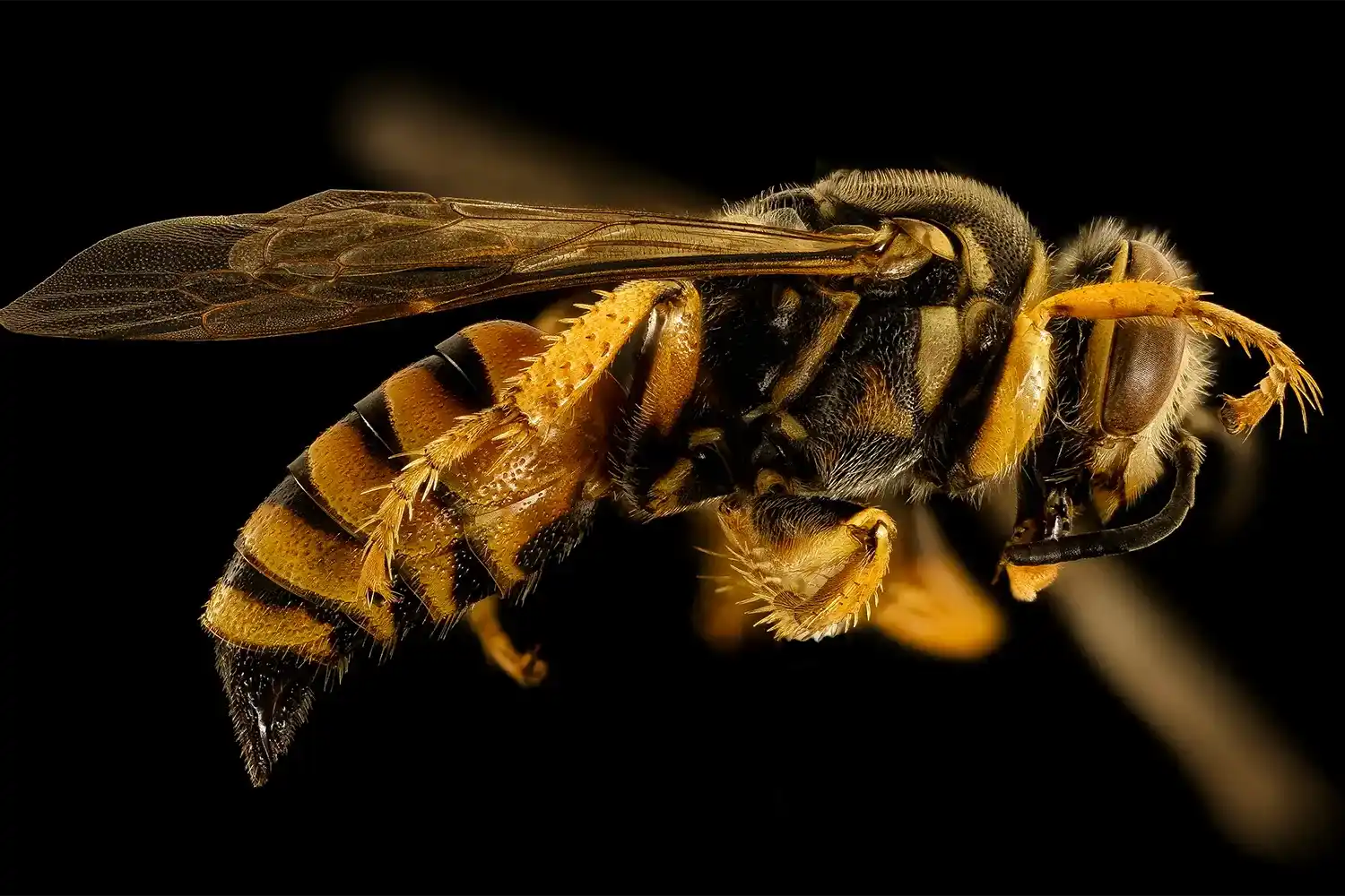 Picades d'insectes al safari dels parcs de vida salvatge de Tanzània | Mosquits i mosca tsetsé