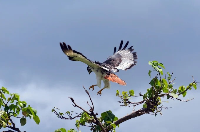 Arusha National Park Birds and Views