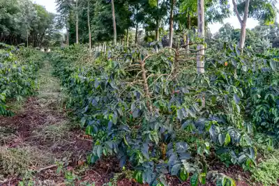 Visite du café Arusha