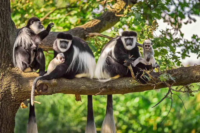 Arusha National Park Colobus Monkeys