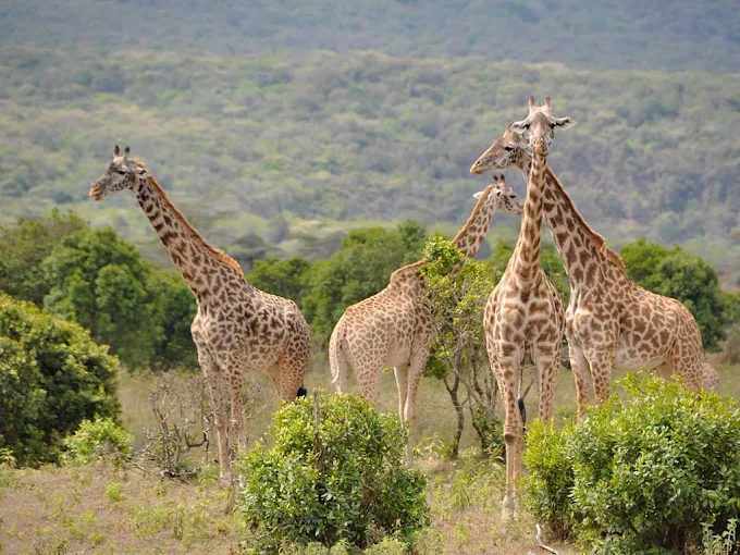 4 Days Serengeti Fly-in Luxury Safari from Zanzibar