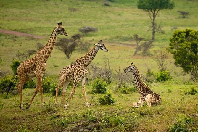 Arusha National Park day trip private safari