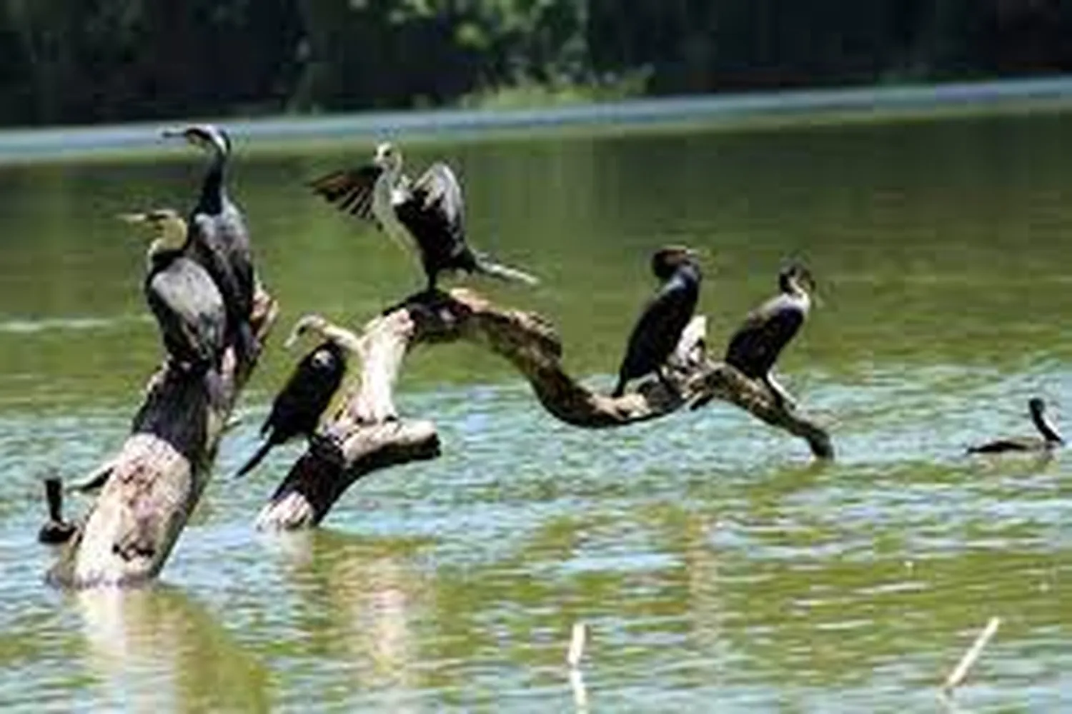 Arusha Lake Duluti Birding