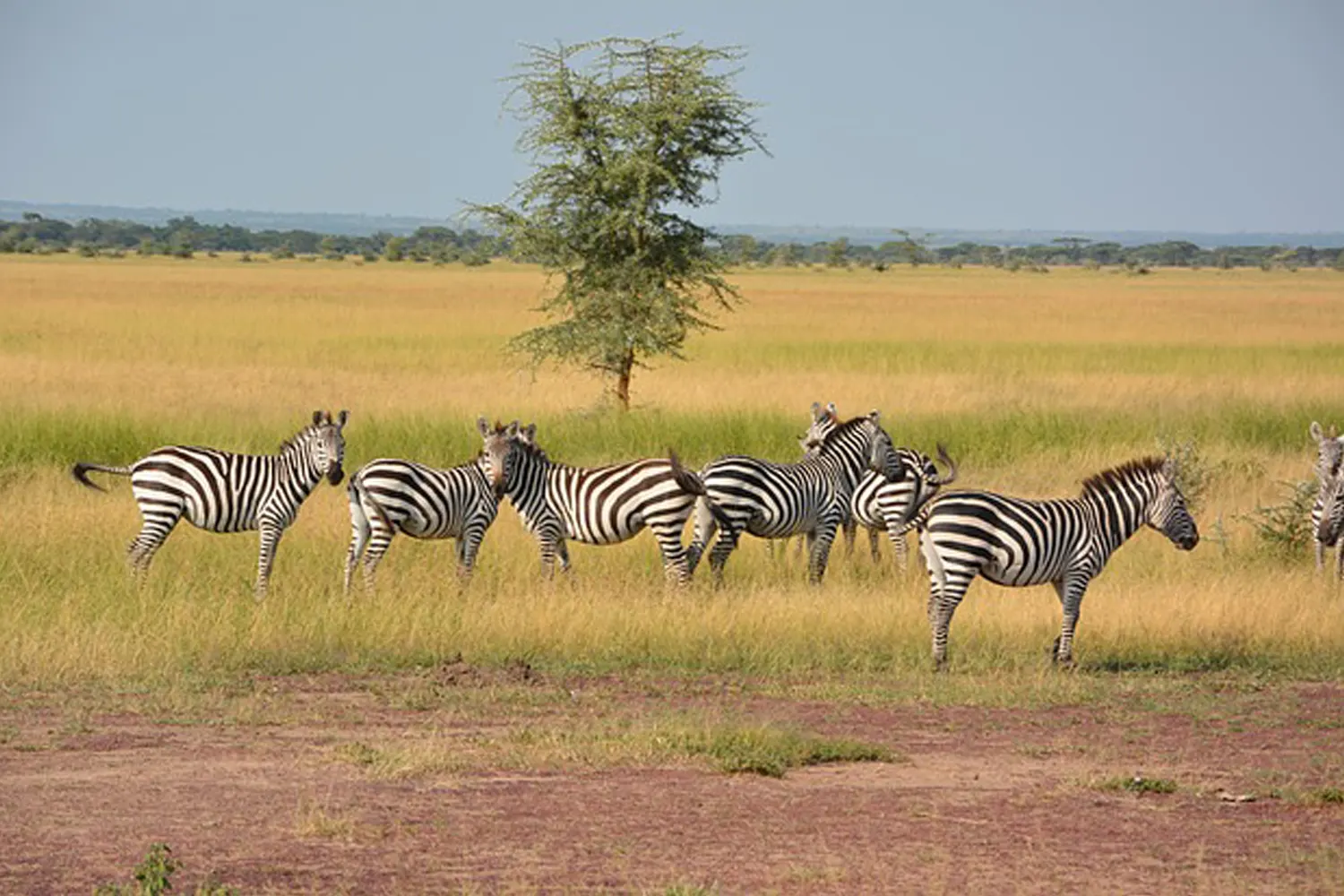 The Best Safari Tour Company in Tanzania
