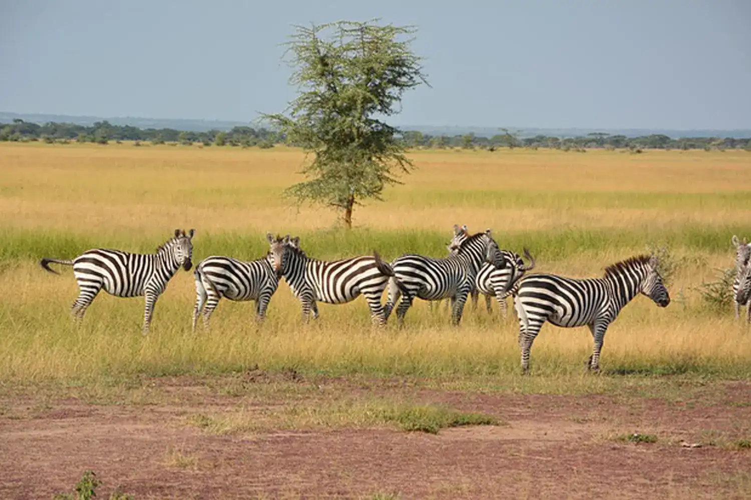 The Best Safari Tour Company in Tanzania