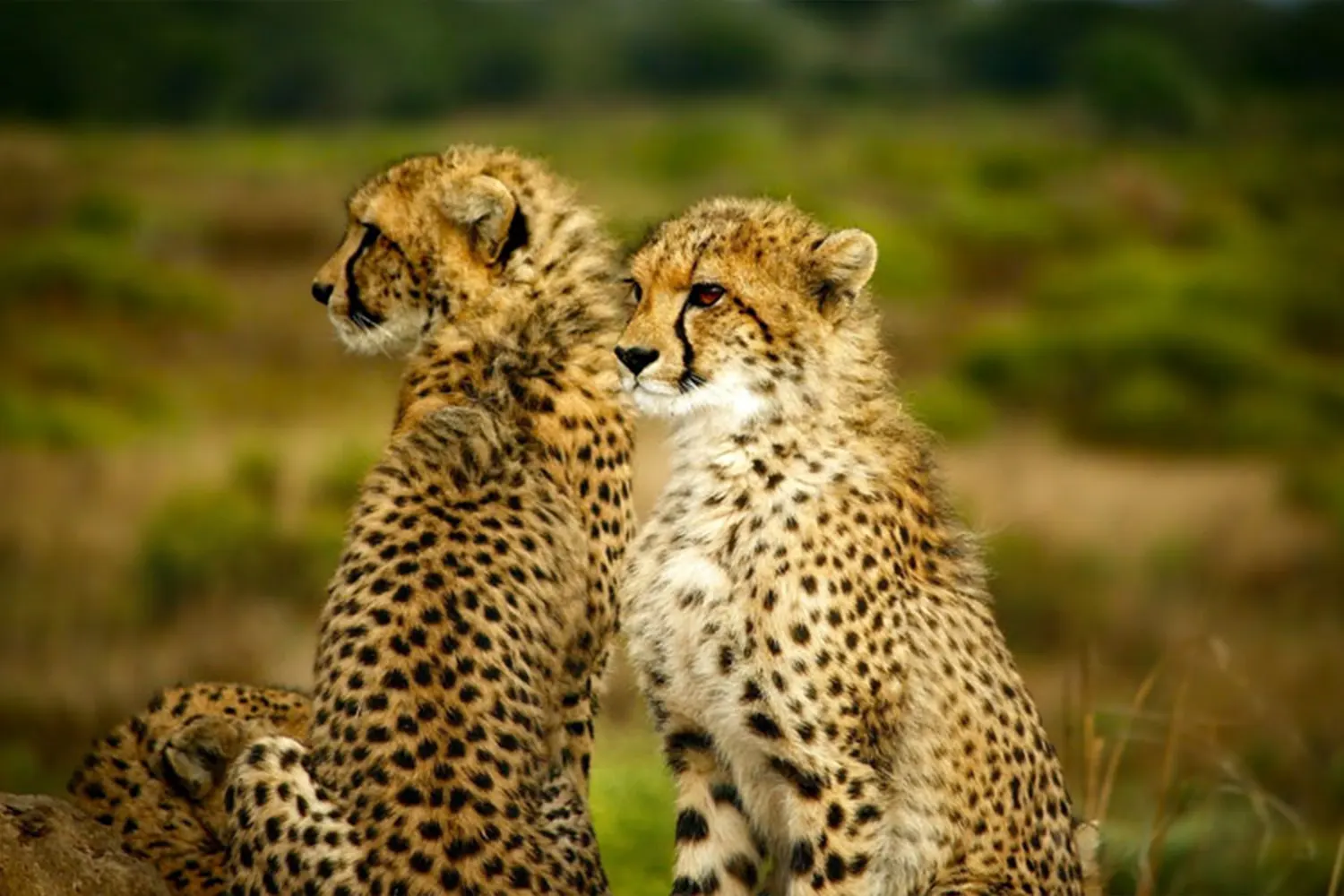 The Best Safari National Parks in Tanzania