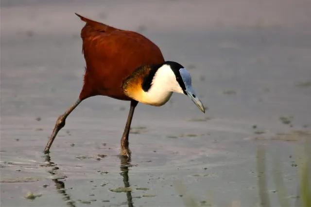 10 oiseaux incontournables en Tanzanie pour les ornithologues amateurs pour la première fois