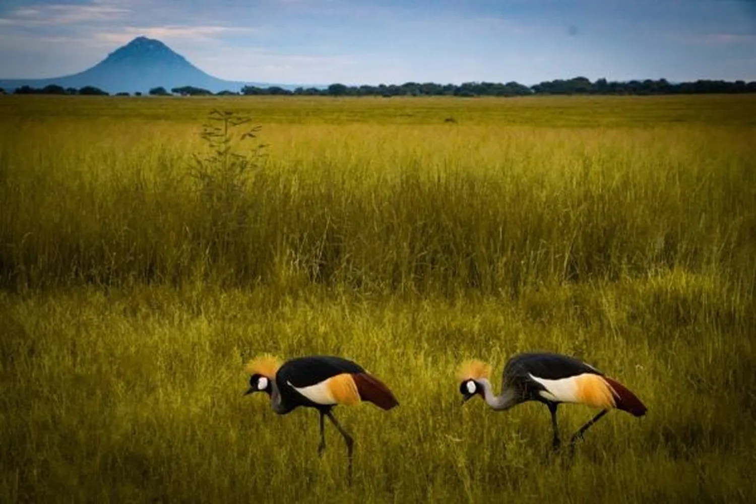 Bird watching Articles