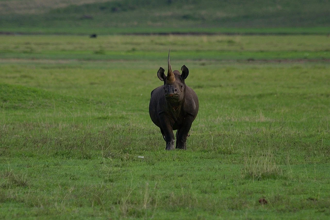 Black rhino in Tanzania National Parks