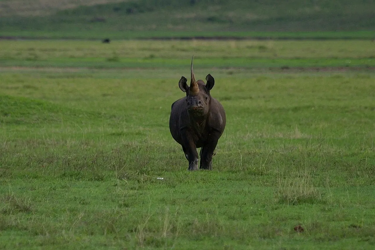 Black rhino in Tanzania National Parks