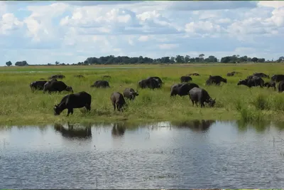 Incredible Facts About buffaloes | buffaloes Watching in Africa’s National Parks