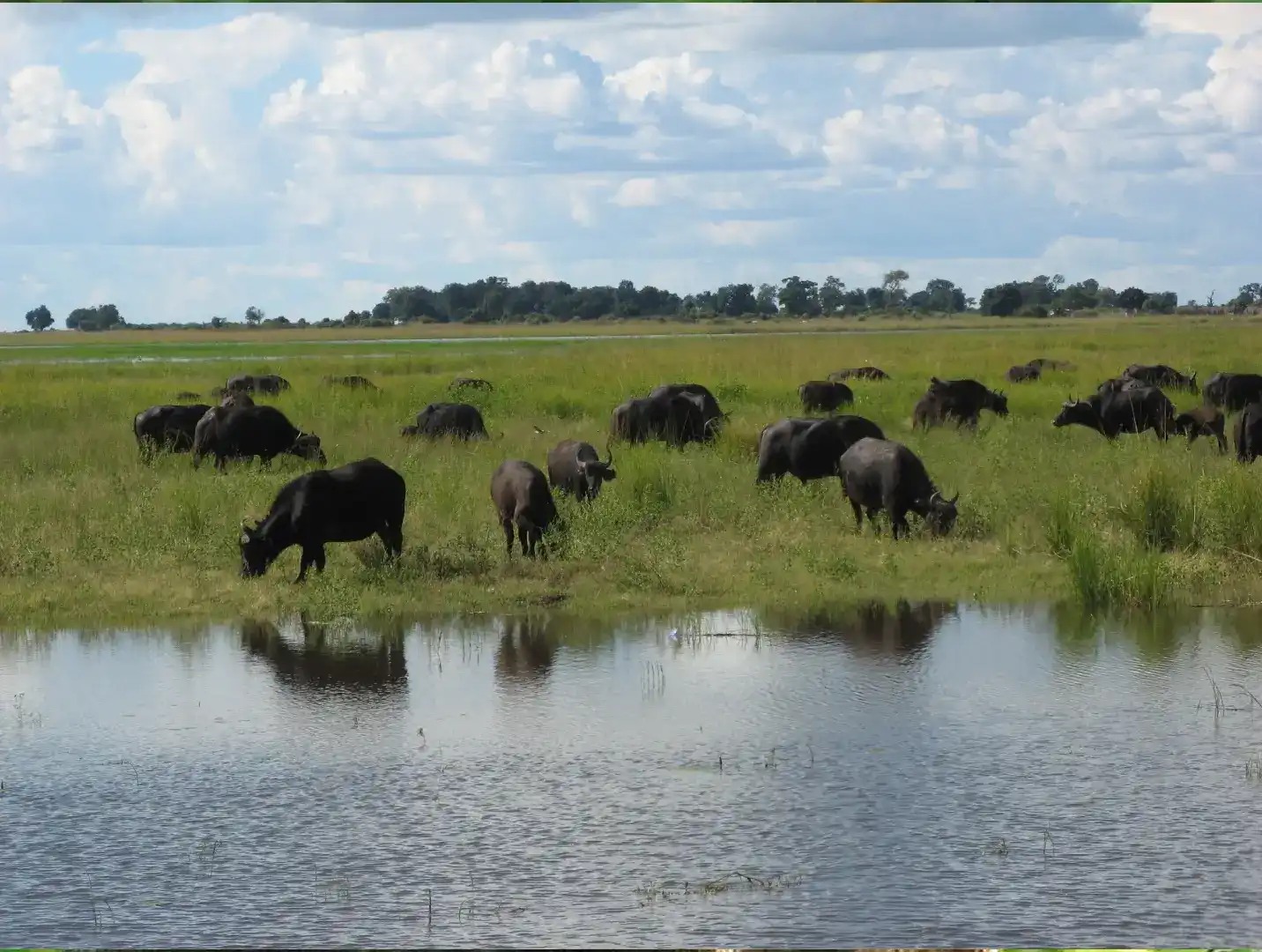 Incredible Facts About buffaloes | buffaloes Watching in Africa’s National Parks