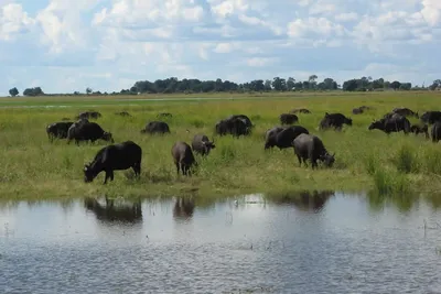 Incredible Facts About buffaloes | buffaloes Watching in Africa’s National Parks