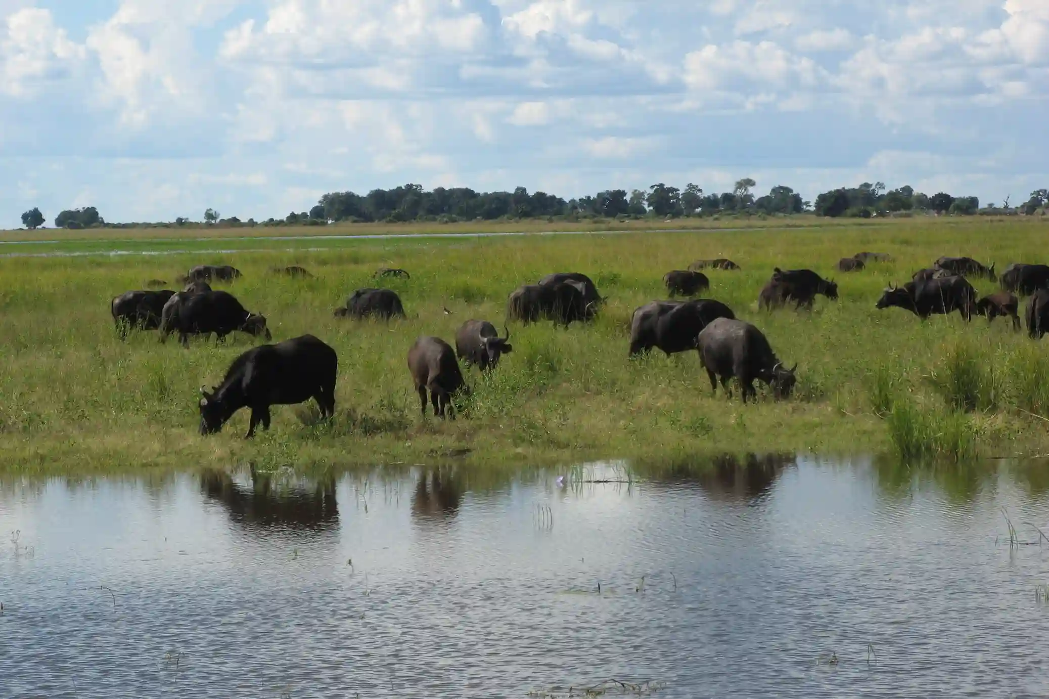 Incredible Facts About buffaloes | buffaloes Watching in Africa’s National Parks