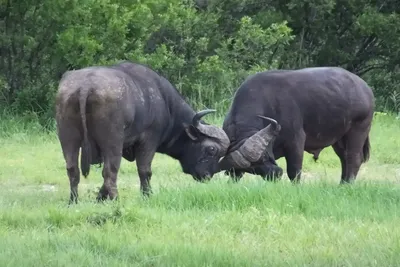 Incredible Facts About buffaloes | buffaloes Watching in Africa’s National Parks