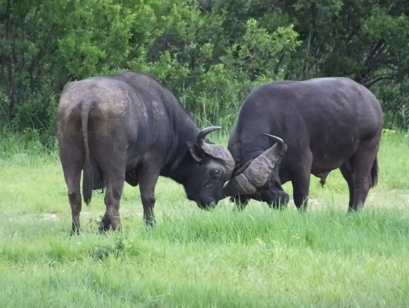 Incredible Facts About buffaloes | buffaloes Watching in Africa’s National Parks