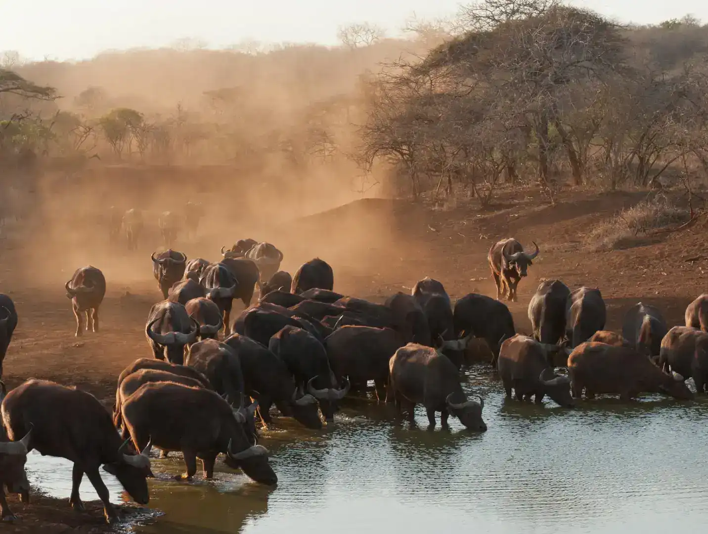 Incredible Facts About Buffaloes | Buffaloes Watching in Africa’s National Parks
