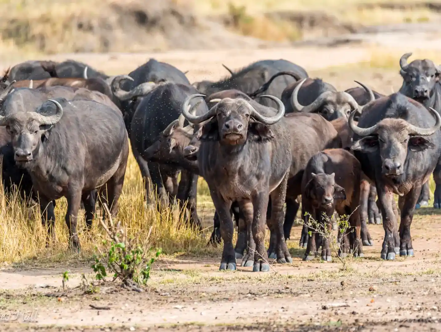 Incredible Facts About Buffaloes | Buffaloes Watching in Africa’s National Parks