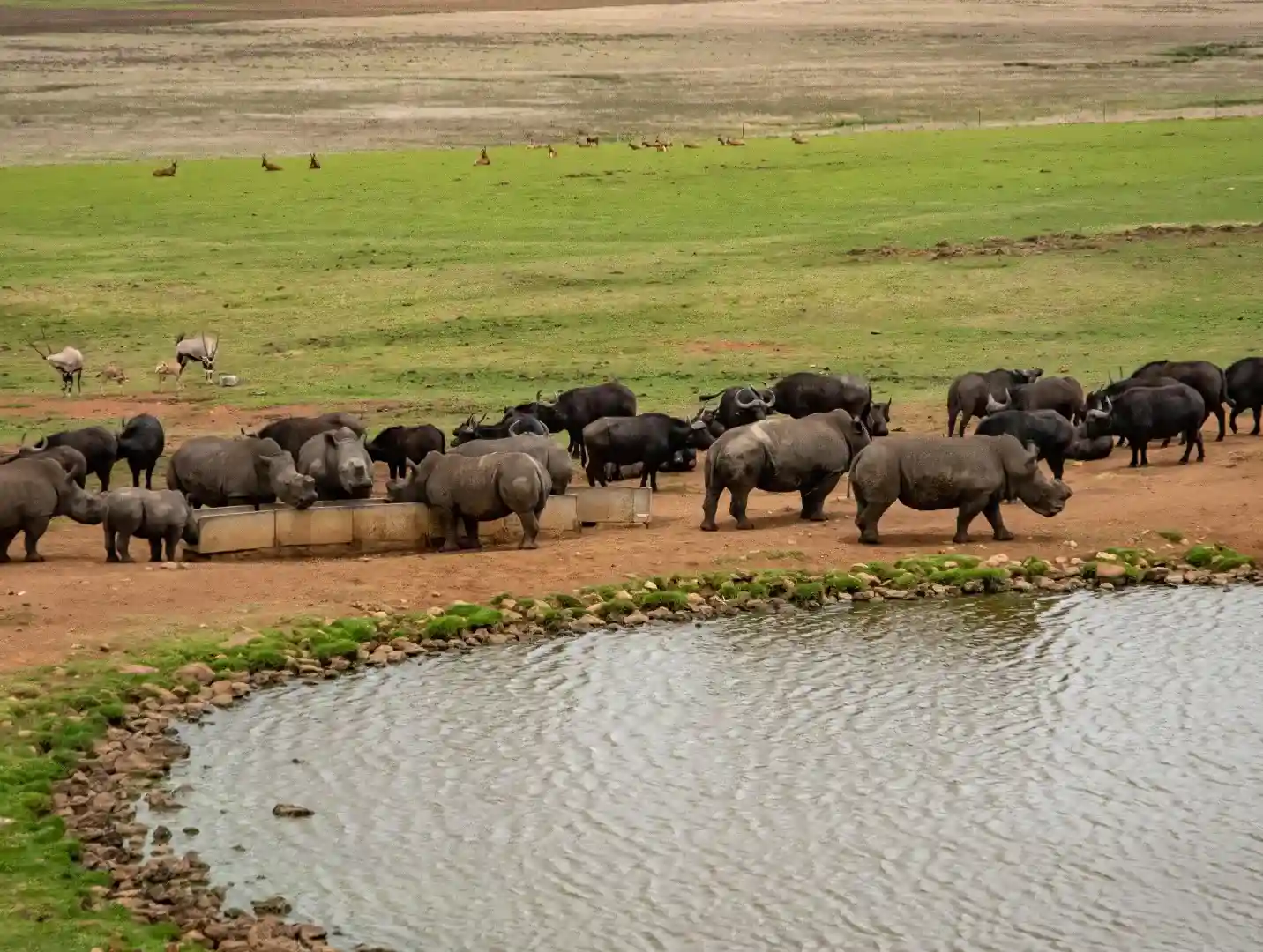 Incredible Facts About buffaloes | buffaloes Watching in Africa’s National Parks