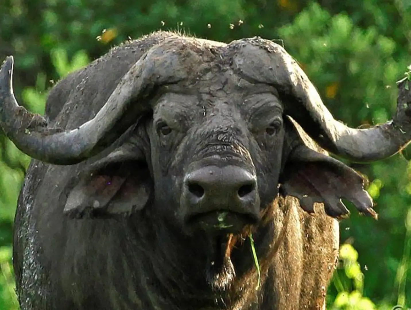 Incredible Facts About buffaloes | buffaloes Watching in Africa’s National Parks