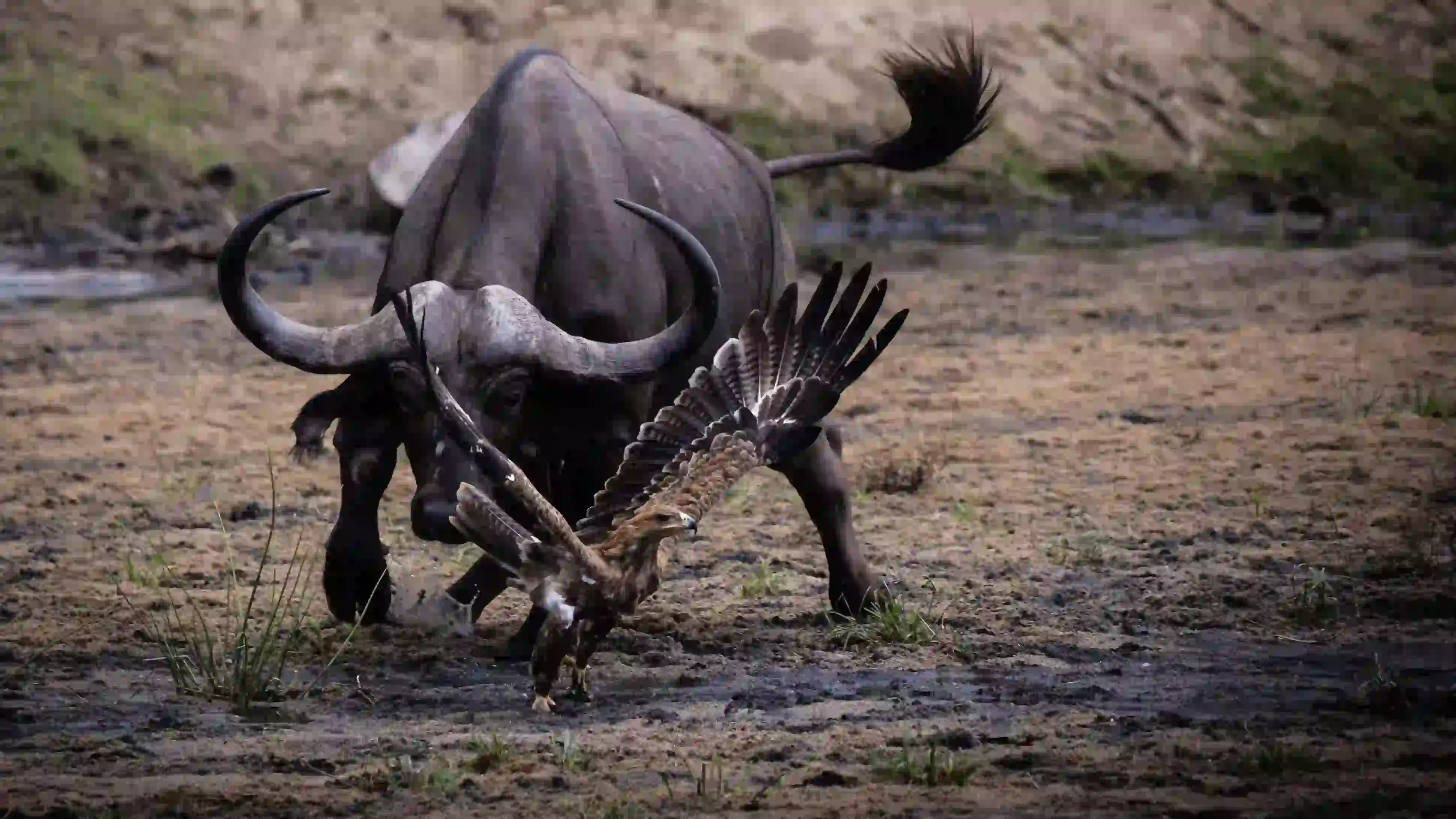 Incredible Facts About buffaloes | buffaloes Watching in Africa’s National Parks