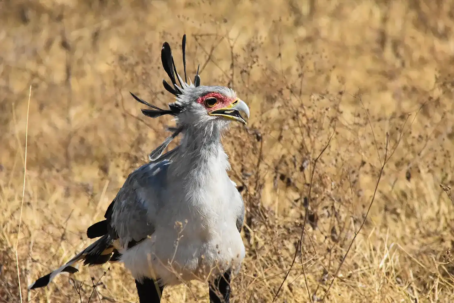 Safari fotogràfic d'ocells de 7 dies