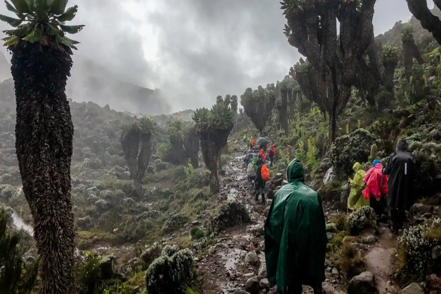 Arrampicata su Kilimanjaro ad aprile