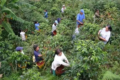 Coffee Plantation Tour in Arusha