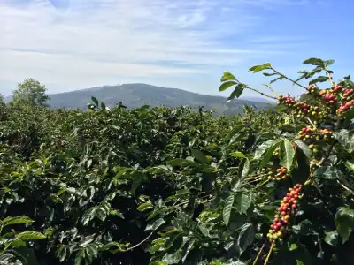 Plantations de café en Tanzanie
