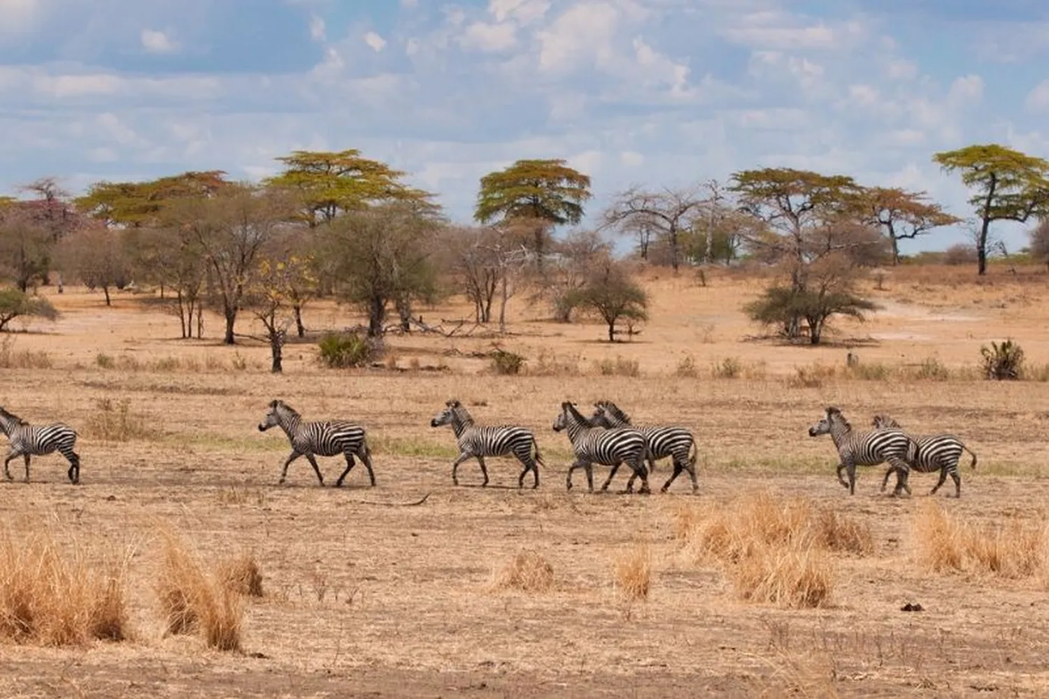 Serengeti Dry Season
