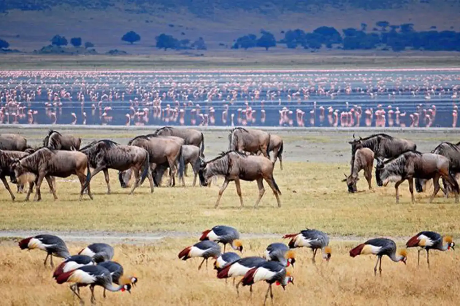 Safari a Tanzània Ruanda