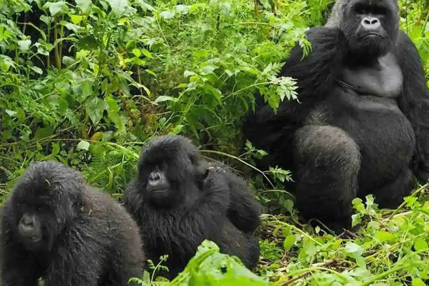 Uganda tour a Tanzània